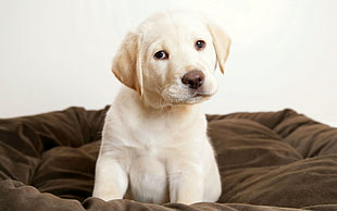 yellow Labrador Retriever puppy on brown dog bed